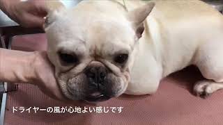 8月23日の保護犬の様子