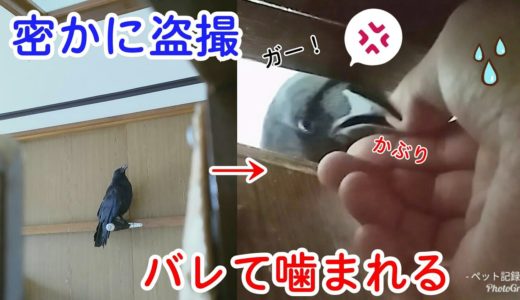 【盗撮バレる】カラスを密かに撮影したのだがバレて大惨事に･･･。 ALSOK猫＆超能力姐さん＆巨頭犬 20190820、カラス＆四つ足トリオ