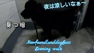 超大型犬 ニューファンドランド ボス君 真夜中のお散歩 小学生1年生の息子とお友達と公園 Newfoundlanddog BOSS