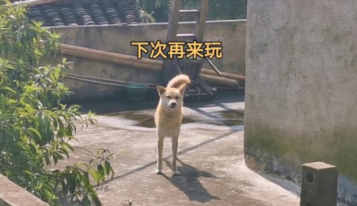 带小白去看田园犬帅哥，结果只能隔墙相望，可惜！