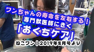 犬の寿命はお口ケアで決まる！犬の歯磨き法アドバイス獣医師インタービュー！ねこワン2019年8月より