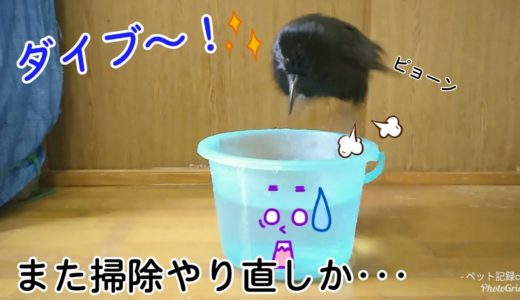 【ダイブ～】またもや掃除のバケツにダイブなカラス氏･･･掃除が大変です。 叱り姐さん＆叱られ坊主＆嘲笑い犬w 20190821、カラス＆四つ足トリオ