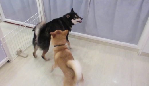 犬たちのプレイタイムその９