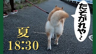 甲斐犬と柴犬の夏の夕暮れ散歩です＝！