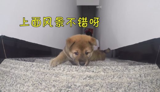 中华田园犬狗崽第一次爬楼梯，上去容易下来难，小母狗哭了一路！