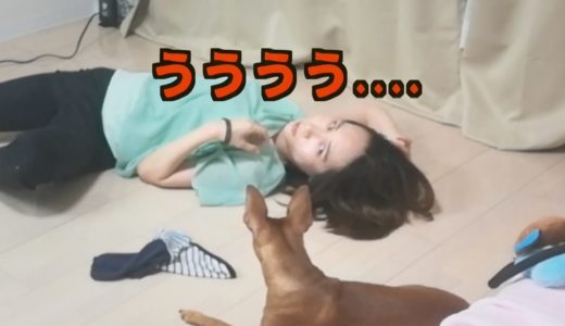 【ドッキリ】飼い主が死んだふりして生き返ったら犬はどーする？ 【感動】dog's reaction when she dies and revive.