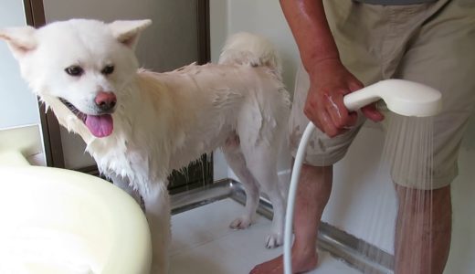 【秋田犬ゆうき】結膜炎中なので顔は避けてのシャンプーです【akita dog】