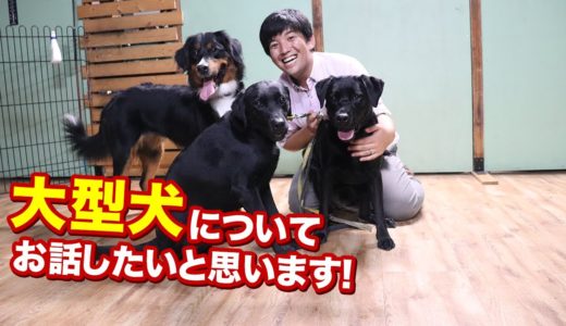 大型犬についてお話します！特徴や飼い方、可愛い点など