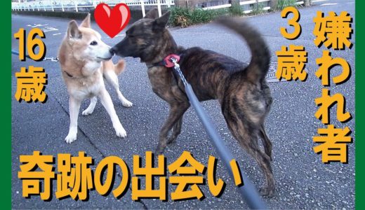 町内の嫌われ者の甲斐犬に２人目の友達が出来た＝！【甲斐犬・柴犬】