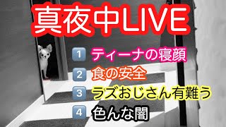 チワワ寝顔+犬の食の安全+業界の闇その他諸々のLIVE