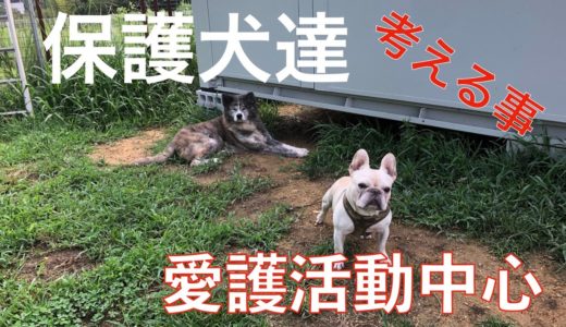 保護犬達と生きて行く！Animal Rescue Nursing