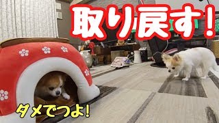 自分の隠れ家だと思っていたのに先住犬に奪われ立ち尽くすチワワ