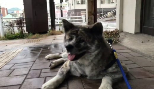 秋田犬　純・単独散歩