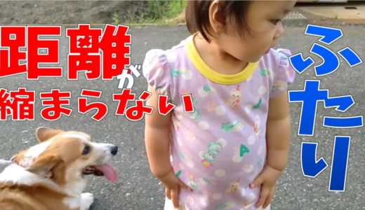 【犬と1歳児】仲良くなりたいけど・・・夏の夕涼み散歩