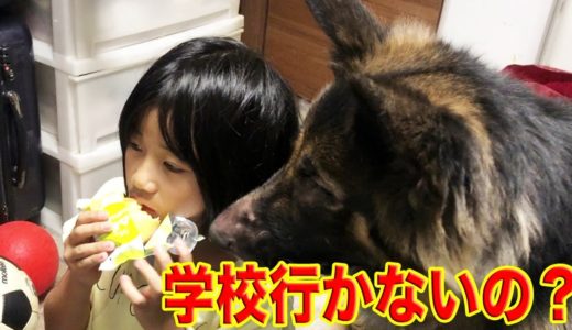 学校行かないの？孫娘とシェパード犬の夏休み.I like playing with dogs.