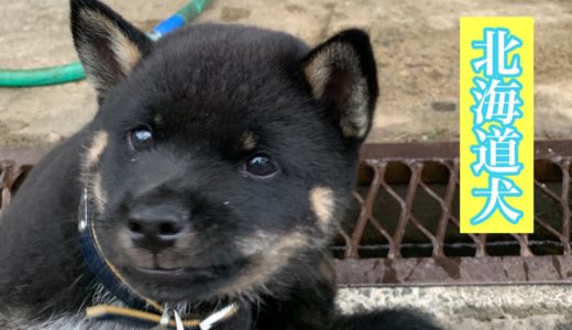 [北海道犬]師匠の愛犬　北海道犬のルー君