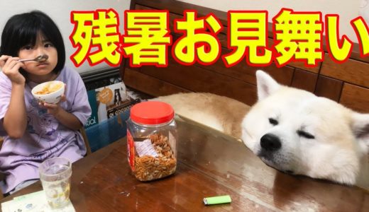 大型犬も毎日全力で過ごしてます、夏バテ心配なこの頃。