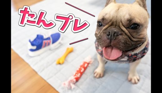 【４歳誕生日】犬おもちゃを3つもらったので選ばせてみた[French Bulldog Gets 3toys]