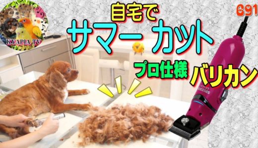 気持ちいい映像 キャバリア犬・自宅でサマーカット・トリミング早送り動画691｜Cavalier King Charles Spaniel