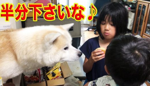 お土産は何？秋田犬そうすけ君、とりあえず何か頂戴♪dog treat