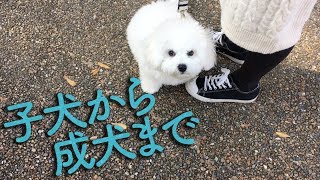 わたまる迎え入れ1年記念②！子犬から成犬までのビションフリーゼ