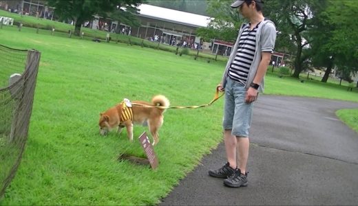 柴犬とのお出かけ♪　軽井沢PSM・・・犬が居やすいところかな？