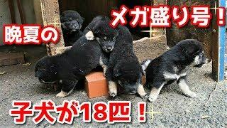 【柴犬子犬】晩夏の子犬メガ盛り号！18匹！　前編　太郎の犬モノガタリ　番外編