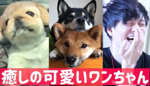 【TikTok】癒しの可愛い犬を観てみました！🐶❗️