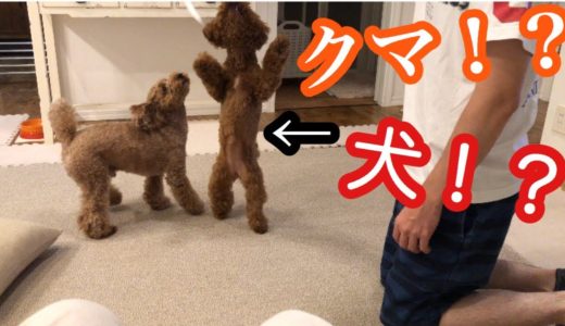 犬なの！？クマなの！？新しいおもちゃに大興奮！【トイプードルそぼろ＆ニコ】