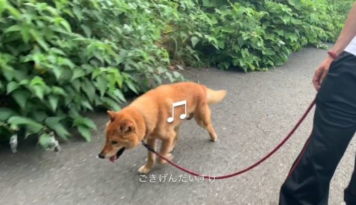 老犬が元気に走る動画！