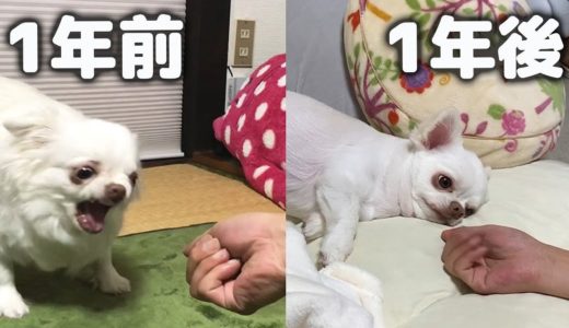 にぎりっぺに怒る犬②！1年後チワワのコハクは許してくれた？