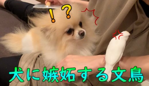 【ペット】保護犬に嫉妬する鳥 Jealous bird