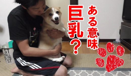 自分の体臭をめっちゃ気にする犬【コーギーチロ】お腹をチェックするつもりが・・・