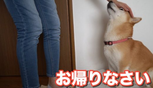 柴犬小春　【忠犬ハチ公？】爆睡からのお姉ちゃんの「おかえり」が一瞬！