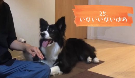 32種類の芸をする犬  ボーダーコリーこゆき1歳半 しつけ