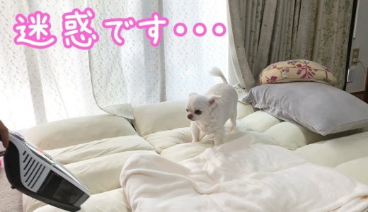 掃除が始まると落ち着かない犬！「でも邪魔はしないよ！」チワワのコハク