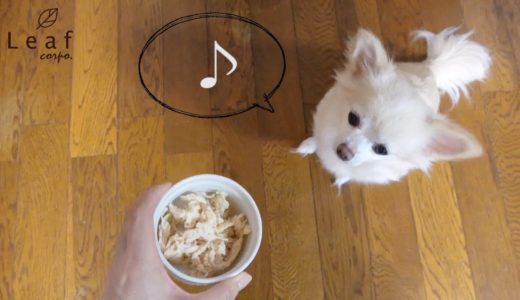 【チャーム】ちわわ リーフのレトルト 鶏ささみ いただきます動画 leafcorp 犬のおやつ Chihuahua