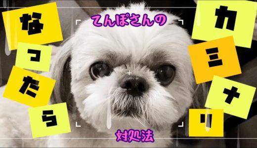 犬が雷を怖がったら…シーズー犬てんぽさんの対処法【我が家の場合】