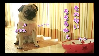 興奮しすぎてヨダレを垂らしご飯を待つパグ犬ぷぅ【ASMR】 pug