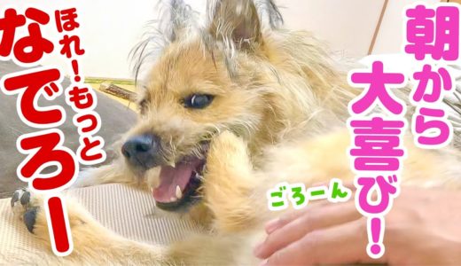 朝起きたら犬が横に寝てたので、好き放題やっちゃいました…