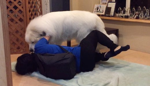 お父さんは良いけど…息子には無慈悲なアラン　Great Pyrenees　グレートピレニーズ