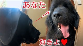 超大型犬 ニューファンドランドBOSS君 グレートデンQueenちゃん NewfoundlanddogGreat Dane 渡辺ボス