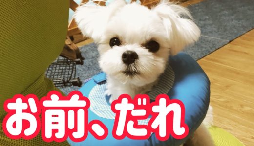 やかましい闖入者に犬猫軍団大慌て～【パパからの刺客】