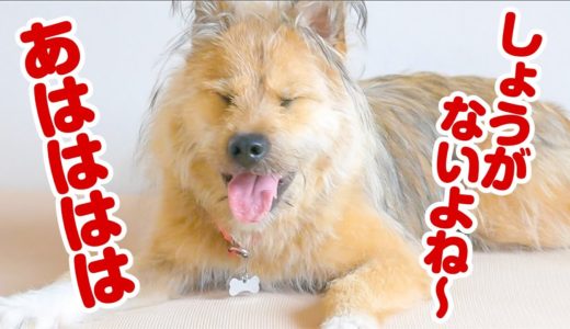 欲求不満の犬が変な行動を始めたので見てもらえますか？