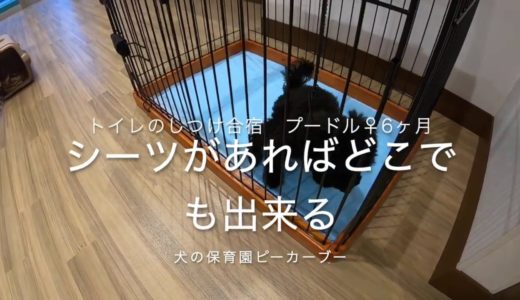 トイレのしつけ合宿/プードル6ヶ月♀/犬の保育園Pee-Ka-Boo(ピーカーブー）大阪市