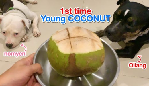 Pit Bull dogs 1st time eat FRESH Young COCONUT [ASMR] MUKBANG 犬はココナッツを食べる |  개는 코코넛을 먹는다 REACTION