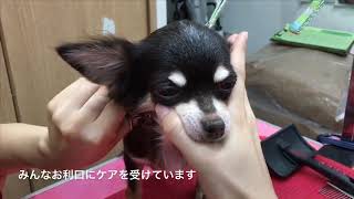 8月19日の保護犬の様子