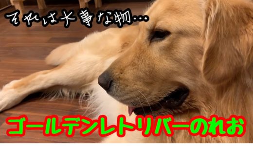 【大型犬】物の大切さをしみじみ思う、ゴールデンレトリバーのれお