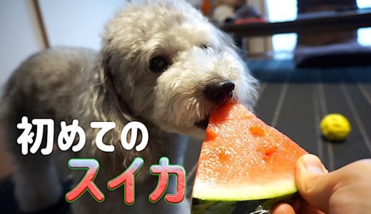 🐶初めてのスイカをがっつく犬。【トイプードルのグリィ】【dog】【toy poodle】