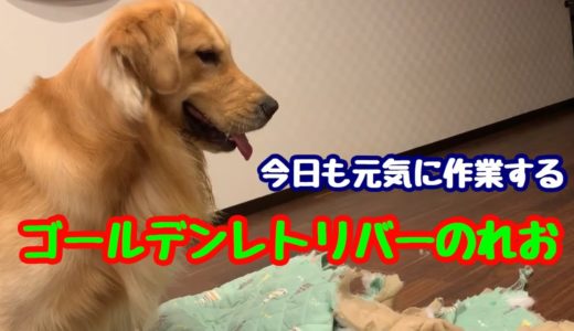 【大型犬】解体職人が、また解体する。ゴールデンレトリバーのれお